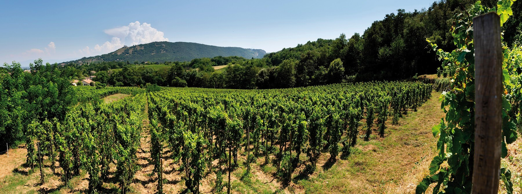 - Grands Vins de la Vallée du Rhône